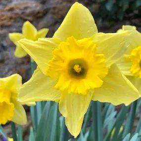 Tamara Daffodil (Narcissus Tamara) Hero Img